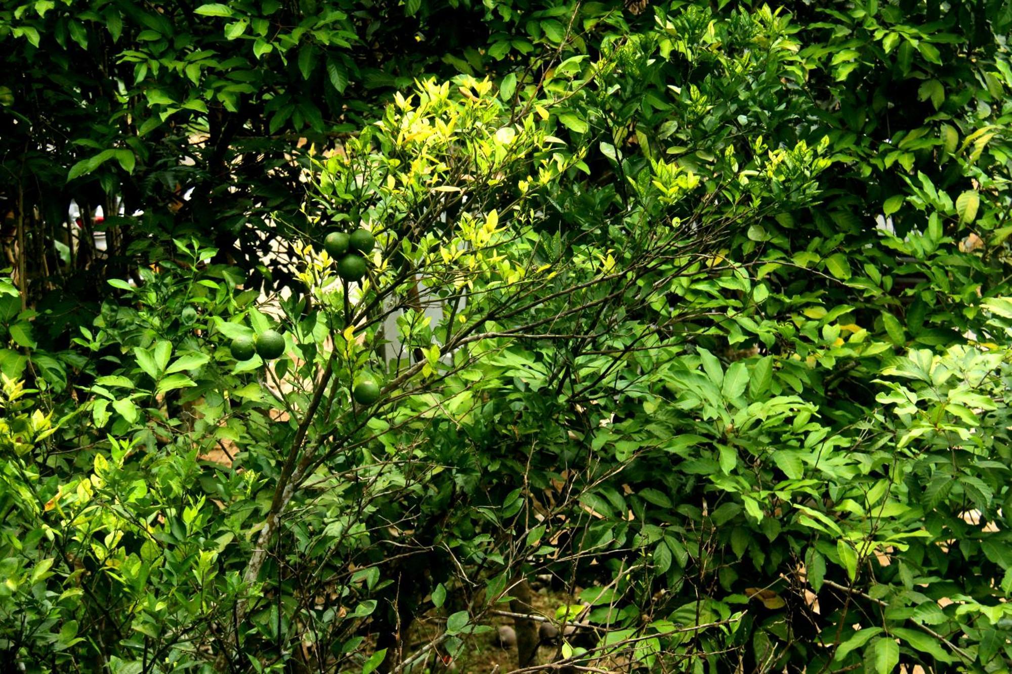 The Breeze Pinnawala Pinnawala (Kegalle) Exterior foto